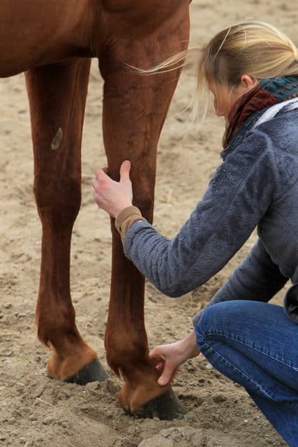 action sur les méridiens par digipression en shiatsu équin