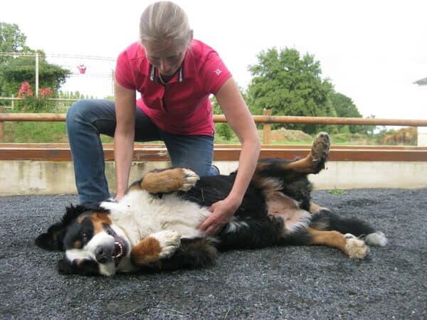 Shiatsu Canin< 