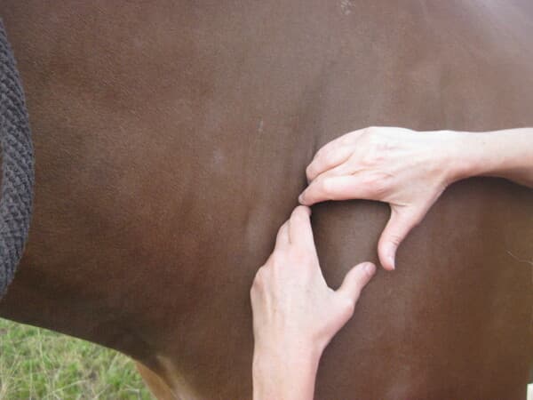 Shiatsu Equin 