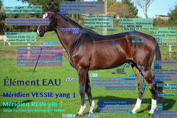 planche Méridien Vessie et Méridien Rein
