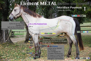 planche Méridien Gros Intestin et Méridien Poumon