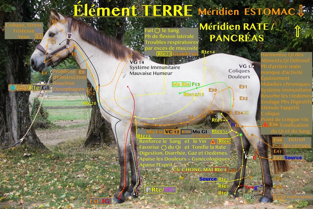 extensions de Masunaga meridiens element terre