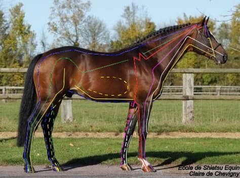 les méridiens d'acupuncture des chevaux
