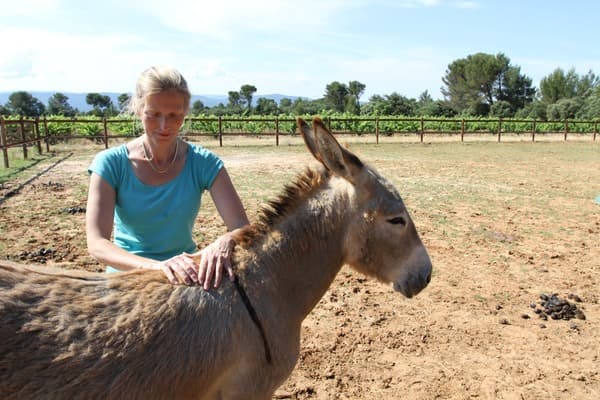 reiki équin