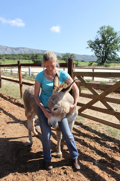shiatsu pratiqué sur un âne