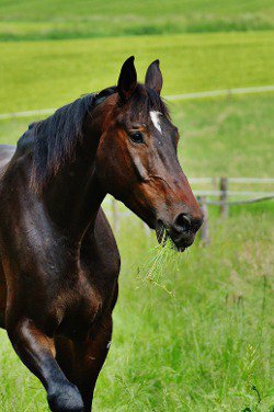 suivi shiatsu pour les traumatismes et la convalescence des chevaux