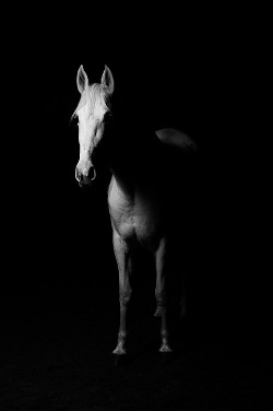 suivi shiatsu pour les chevaux agés
